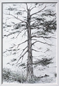 Old Cypress, 22x15 inches, graphite and colored pencil, 1994